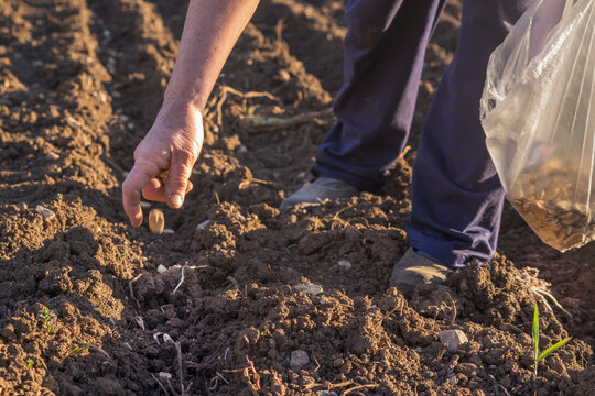Farmer Planting Fava Beans in Crop Field