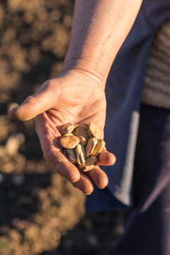 Farmer Planting Fava Beans in Crop Field