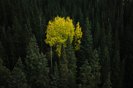 One aspen tree in evergreen tree forest 