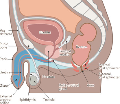 男性の生殖器のイラスト_Male reproductive organs