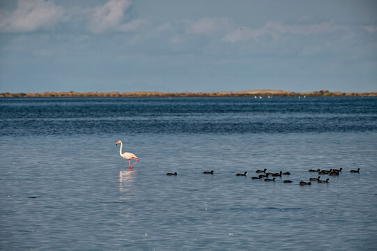 Solitary flamingo and group of common coots