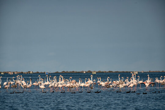 Flamingos and coots in the Ebro Delta