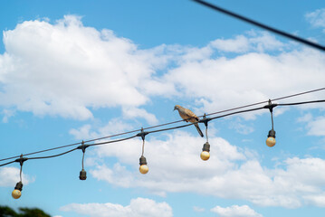 Bird on Wire Against Blue Sky and Clouds