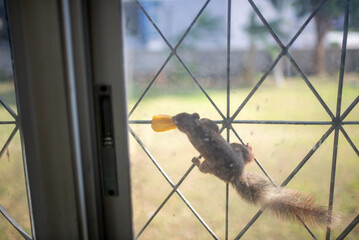 Curious Squirrel on Window Screen