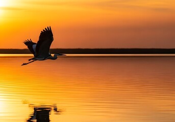 Obraz premium Great Blue Heron Silhouetted Against Golden Sunset Sky Above Calm Waterway Natural Beauty and Wildlife Photography