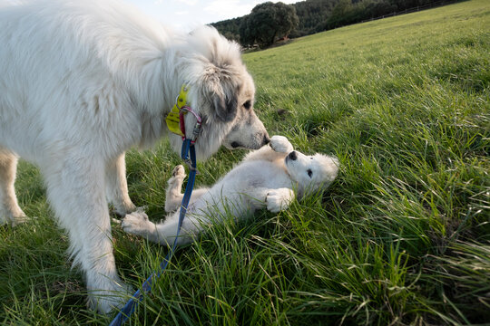 Mastiff and Puppy Playing in Meadow