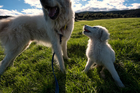 Mastiff and Puppy Playing in Meadow