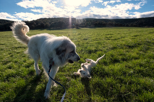 Mastiff and Puppy Playing in Meadow