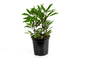 False Aralia plant, scientifically known as Plerandra elegantissima or Schefflera elegantissima. It is a popular evergreen houseplant in a plastic pot isolated on white