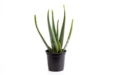 A natural healing Aloe Vera plant in a green plastic flower pot  isolated on white