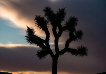 Obraz premium Silhouette of a Joshua Tree against a Dramatic Sunset Sky in Joshua Tree National Park Creating a Striking Desert Landscape with Moody Colors and Unique Flora