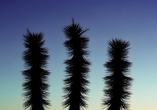 Silhouetted Joshua Trees against a Blue and Yellow Sky at Dusk Capturing the Serenity of the Mojave Desert Landscape and Evoking a Sense of Peace and Wonder