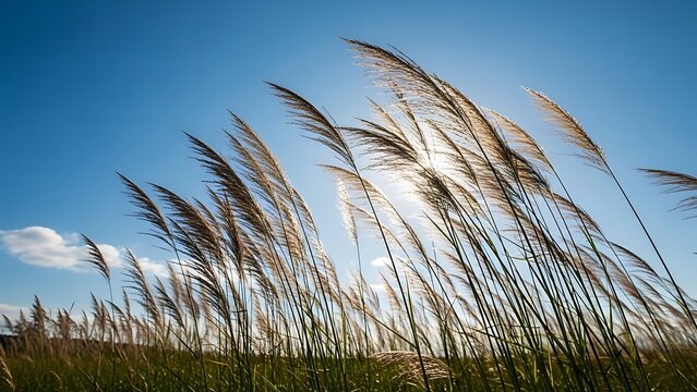 Tall grasses swaying gently in the breeze against a bright blue sky with wispy clouds