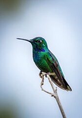 Fototapeta premium Vibrant Emerald Hummingbird Perched Delicately on Branch Captivating Display of Natures Beauty Close Up Shot with Detailed Plumage
