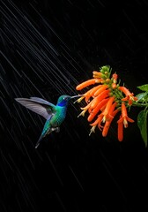 Obraz premium Vibrant Hummingbird Sipping Nectar from Orange Flowers Under a Shower of Rain Against a Dark Mysterious Background Showcasing Natures Resilience and Beauty