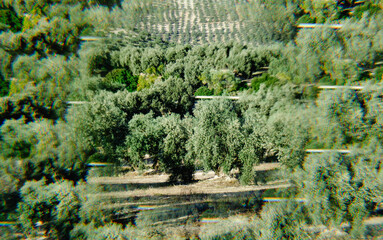 olive trees in Malaga, Spain, in a kaleidoscopic image