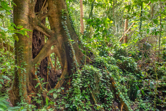 A Strangler Fig (Ficus sp.) tree enveloping its host tree, Mulu National Park, Sarawak, Borneo, Malaysia