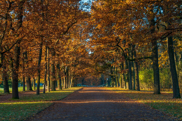 Naklejka premium Ramp alley in the Catherine Park of Tsarskoye Selo on a sunny autumn day, Pushkin, St. Petersburg, Russia