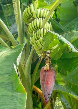 Banana (Musa acuminata), one of the most common types of bananas grown throughout Malaysia, Borneo, and Indonesia.