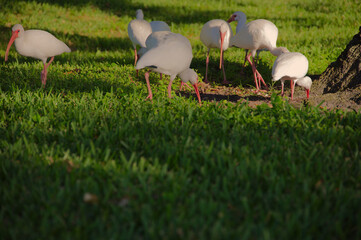 Group Of White Ibis Feeding On Lush Green Grass In A Sunny Park Setting by a tree. Crescent Lake in St. Petersburg, FL. Flock of white ibis with pink beaks graze on vibrant green grass under bright su