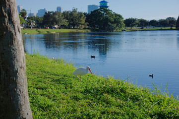 Peaceful Lakeside Park With Clear Sky, Trees, And Birds On Calm Water At Dusk. Crescent Lake in St. Petersburg, FL. Lush green grass, and a line of trees along the shore. Gentle birds glide on the wat