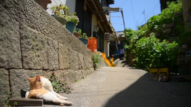 真鍋島の猫 （岡山県笠岡市, 2025年5月）