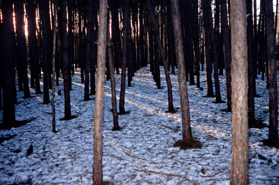 Sunlight streams between rows of trees in winter
