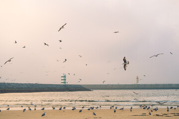 Seagulls Flying Above Sandy Beach at Sunset Near the Harbor