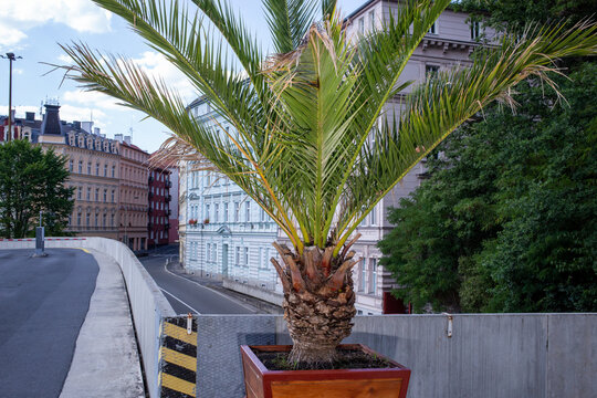A palm tree grows out of a flowerpot in the city