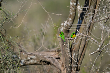 Naklejka premium Little Bee-eater aka Merops pusillus 