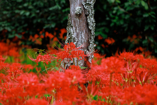Autumn Blaze: Spider Lilies and the Dead Tree.