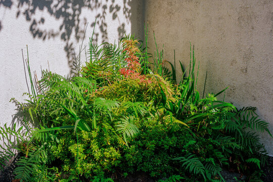 The Layers of a Corner: Wall, Shadow, and Leaf Stacking.
