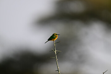 Little Bee-eater aka Merops pusillus 