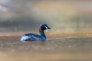 Australasian grebe (Tachybaptus novaehollandiae), Perth, Western Australia