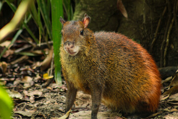 An agouti, scientifically known as Dasyproctaum, a medium-sized rodent found in Central and South America, is seen among the blurred leaves in Belém, PA, Brazil.