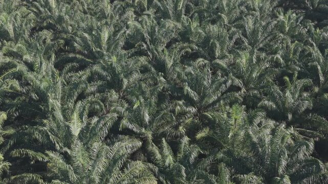 Aerial view of palm tree plantation. Palm oil plantation and production. Reducing poverty in rural areas and creating economic growth. Addressing social issues. High yield crop farming method