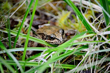 Northern Red-legged Frog (Rana aurora) near Massett on Haida Gwaii, BC, Canada