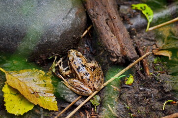 Northern Red-legged Frog (Rana aurora) near Massett on Haida Gwaii, BC, Canada