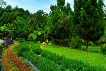 A boy walking near vibrant purple flowers in a lush outdoor garden with bright natural scenery.