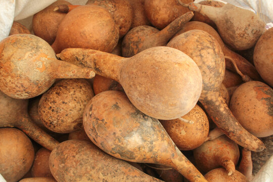 Various glossy gourds or pumpkins, the dry, hard, hollow fruit of the Lagenaria siceraria,  plant used to make containers and handicrafts in Bel&eacute;m, Par&aacute;.