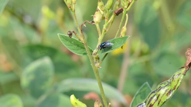 Calliphora vomitoria fly sitting on Pigeon pea leaf. Its common name&nbsp;blue bottle fly, orange bearded blue bottle and&nbsp;bottlebee. It is a species of&nbsp;blow fly, a species in the family&nbsp;Calliphoridae.
