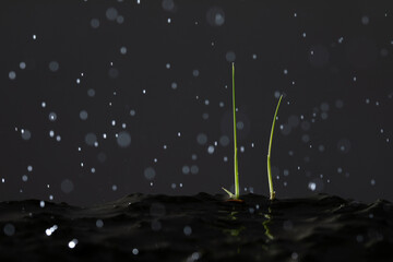 The rice stalks are sprouting. Two rice stalks have sprouted and grown in the soil. water drops on black background