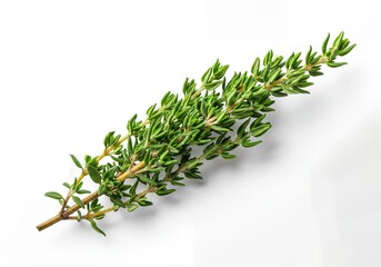 Vibrant fresh green thyme sprig for culinary and herbal applications