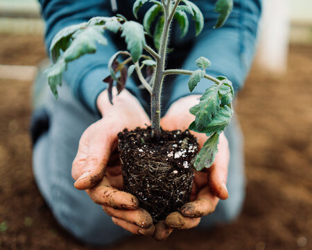 Holding a rooted tomato plant