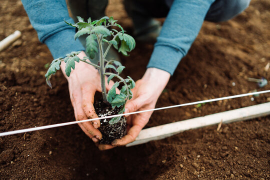 planting a tomato plant