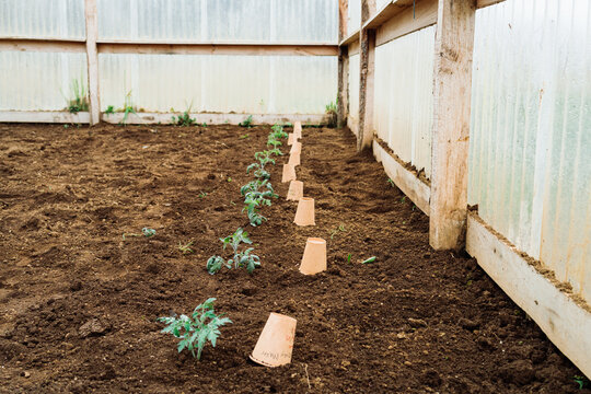 Row of tomato plants recently transplanted