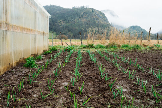 Rows of young garlic plants