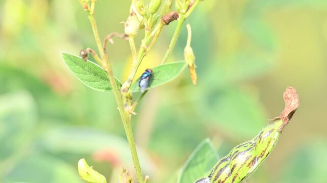 Calliphora vomitoria fly sitting on Pigeon pea leaf. Its common name&nbsp;blue bottle fly, orange bearded blue bottle and&nbsp;bottlebee. It is a species of&nbsp;blow fly, a species in the family&nbsp;Calliphoridae.
