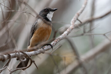 Male rufuous whistler (Pachycephala rufiventris), Perth, Western Australia
