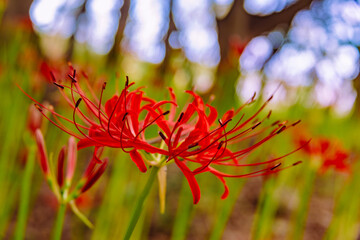 御嶽山自然の森公園　曼珠沙華2ー79